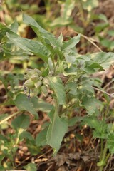 Physochlaina physaloides