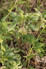 Physochlaina physaloides