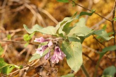 Physochlaina physaloides