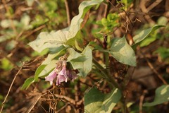 Physochlaina physaloides