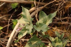 Physochlaina physaloides