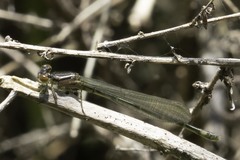 Enallagma geminatum