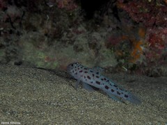 Thorogobius ephippiatus