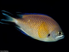 Chromis limbata