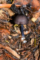 Entoloma albidocoeruleum