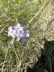 Cardamine pratensis pratensis