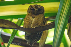 Otus lempiji
