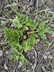 Heracleum sosnowskyi