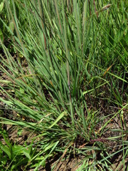 Digitaria tricholaenoides