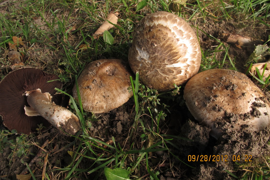clustered mushroom