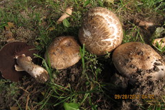 Agaricus cappellianus