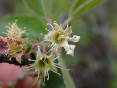 Amelanchier nantucketensis