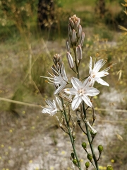 Asphodelus serotinus