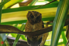 Otus lempiji