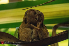 Otus lempiji