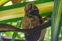 Otus lempiji