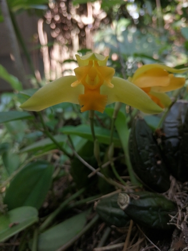 Lycaste consobrina, photograph 1