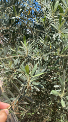 Olea europaea