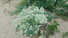 Crambe maritima