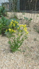 Senecio glaucus coronopifolius