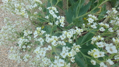 Crambe maritima