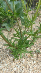 Senecio glaucus coronopifolius