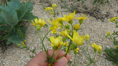 Senecio glaucus coronopifolius