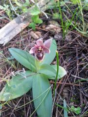 Ophrys × sommieri
