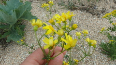 Senecio glaucus coronopifolius
