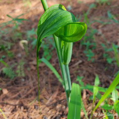 Arisaema consanguineum