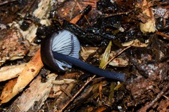Entoloma albidocoeruleum