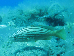 Epinephelus costae
