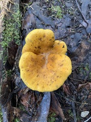 Austropaxillus muelleri