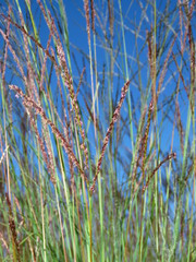 Digitaria tricholaenoides