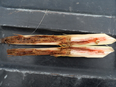 Diatraea magnifactella