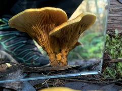 Austropaxillus muelleri