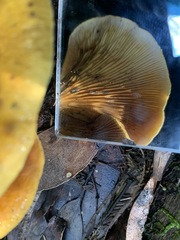 Austropaxillus muelleri