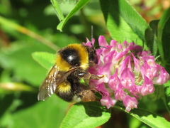 Bombus ruderatus