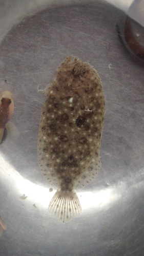 Tosa flounder (Psettina tosana) — Bothidae — 2