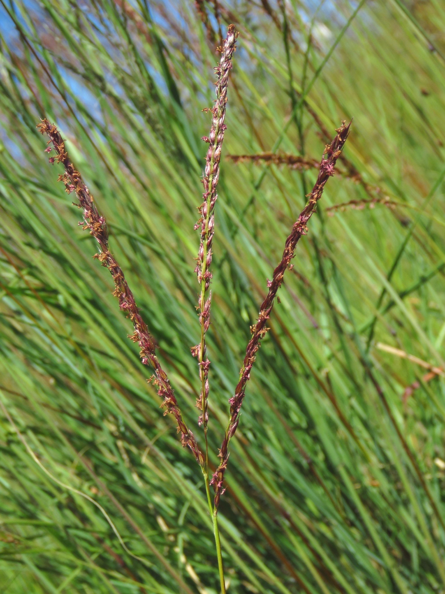 Digitaria tricholaenoides