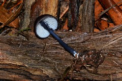 Entoloma albidocoeruleum