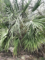 Chamaerops humilis
