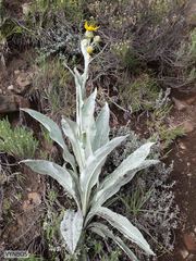Senecio macrospermus