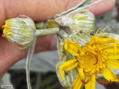 Senecio macrospermus