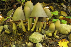 Coprinopsis acuminata