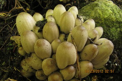 Coprinopsis acuminata