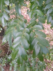 Diatenopteryx sorbifolia