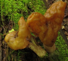 Gyromitra infula image