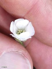 Cerastium arabidis