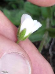 Cerastium arabidis